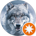 Chien-loup profile picture